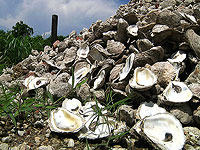 Материал из раковин устриц помогает очищать воду, загрязненную редкоземельными элементами