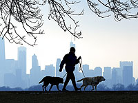 Городские собаки более склонны к риску, чем сельские, показало исследование