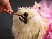 В Бразилии принят закон о совместной опеке над домашними животными