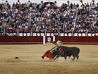 В Малаге бык убил завершившего карьеру торреро