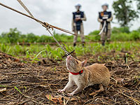 В Камбодже открыли памятник в честь знаменитой крысы, обнаружившей мины