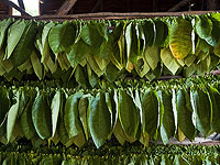 В Израиле создали растение, производящее одновременно 5 разных психоделических веществ