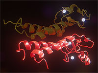 Израильские ученые нашли связь между иммунитетом и раком груди у женщин с геном 
