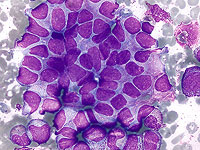 Израильские ученые нашли молекулярный 