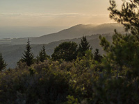 Климат Леванта 120 тысяч лет назад был мягким и влажным, и он снова может стать таким