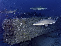 Исследование показало наличие кокаина и кофеина в акулах, обитающих на Багамах