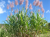 Искусственная слюна из белка сахарного тростника защищает зубы от кислоты и кариеса