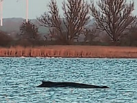 Горбатый кит по кличке Тимми Горбатый кит по кличке Тимми