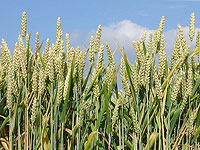 Разработана пшеница, которая делает поджаренный хлеб менее канцерогенным