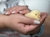 Цыплятам нравится, когда их трогают люди, исследование Цыплятам нравится, когда их трогают люди, исследование