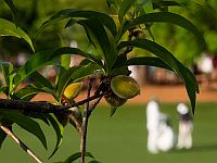 Ученые показали, что листья растений способны поглощать питательные вещества из атмосферной пыли