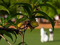 Ученые показали, что листья растений способны поглощать питательные вещества из атмосферной пыли