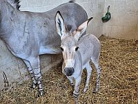 Во время войны в рамат-ганском 