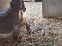 Во время войны в рамат-ганском 