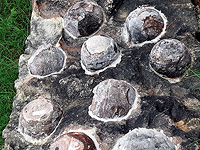 Динозавры высиживали яйца менее эффективно, чем современные птицы, исследование Динозавры высиживали яйца менее эффективно, чем современные птицы, исследование