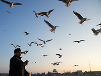 Наблюдение за птицами может помочь защитить мозг от возрастного снижения когнитивных функций Наблюдение за птицами может помочь защитить мозг от возрастного снижения когнитивных функций