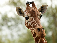 Рамат-ганский 