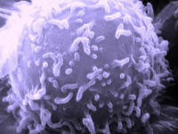 Лимфоцит — компонент иммунной системы человека. Изображение сделано с помощью сканирующего электронного микроскопа Лимфоцит — компонент иммунной системы человека. Изображение сделано с помощью сканирующего электронного микроскопа