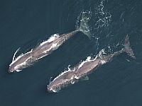 Коммуникация кашалотов во многом схожа с человеческим языком