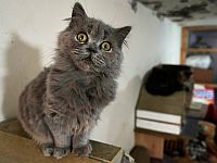 Ученые выяснили, почему кошка никогда не доедает свою еду – ей хочется разнообразия