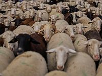 Во Франции предстанет перед судом афганец, подозреваемый в сексуальном насилии над овцами