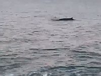 Около Ашдода замечен кит. Специалисты уточняют его вид