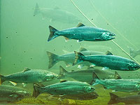 Загрязнение рек и озер кокаином нарушает поведение лосося