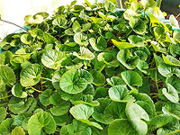 В косметике нашли вещество, уничтожающее устойчивые к лекарствам бактерии