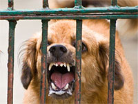 Резервист подобрал собаку на севере: 22 человека проходят профилактическое лечение от бешенства