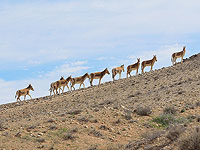 Просто добавь воды: экологи предложили новый метод спасения куланов в пустыне Негев