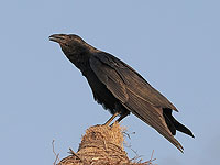 Почему сокращается популяция воронов на Мертвом море