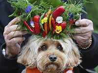 Мозг собак начал уменьшаться в размерах по меньшей мере 5000 лет назад