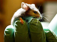 Камера с системой ИИ помогает распознавать боль животных