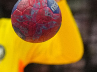 Чемпионат Израиля по гандболу. 