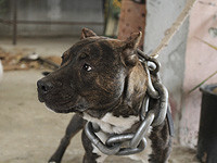 72-летнего жителя Ашдода избили во время прогулки в парке, а затем натравили на него собаку