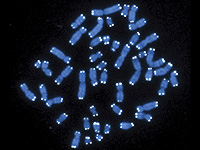 ДНК может предсказать ваш будущий успех лучше, чем ваше воспитание