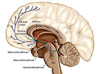 Дофамин может увеличивать продолжительность человеческой памяти