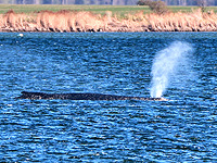 Предполагается, что горбатый кит Тимми погиб после того, как его выпустили в судоходный канал