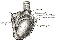 В ходе клинического исследования мужчина получил сперму из замороженной в детстве ткани яичек
