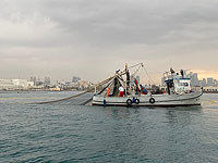 В связи с массовой гибелью рыбы в Кинерете минздрав выпустил рекомендации для покупателей