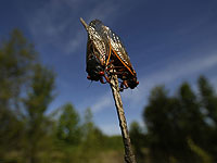 Ученые используют презервативы для изучения странного поведения цикад