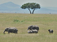 Слоны помнят не только лица, у них могут быть 