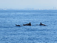 Около Хайфы замечена стая афалин с детенышами. Видео