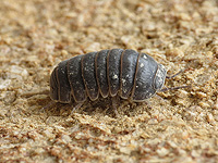 Уличные фонари провоцируют губительные 