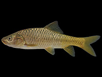 Ученые обнаружили неизвестных паразитов у карповых рыб озера Кинерет