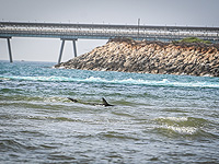 Акулы восточного Средиземноморья накапливают промышленные загрязнители
