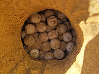 В Израиле начался сезон откладывания яиц морскими черепахами: что важно знать