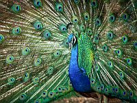 В Нижней Галилее неизвестный расстрелял павлинов