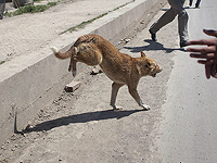 Около Модиина была выявлена собака, зараженная бешенством