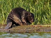 Бобры превращают реки в мощные поглотители углерода